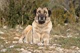 KANGAL 020